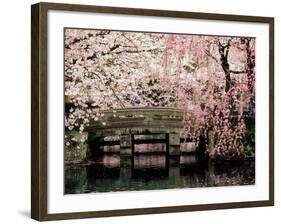 Cherry Blossoms, Mishima Taisha Shrine, Shizuoka-null-Framed Photographic Print