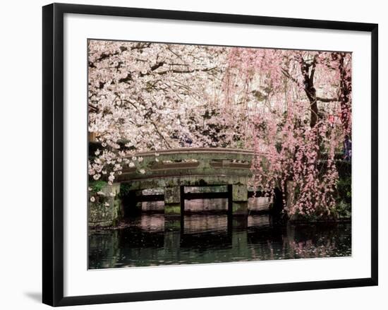 Cherry Blossoms, Mishima Taisha Shrine, Shizuoka-null-Framed Photographic Print