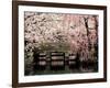 Cherry Blossoms, Mishima Taisha Shrine, Shizuoka-null-Framed Photographic Print