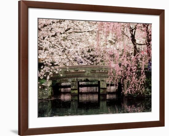 Cherry Blossoms, Mishima Taisha Shrine, Shizuoka-null-Framed Photographic Print