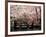 Cherry Blossoms, Mishima Taisha Shrine, Shizuoka-null-Framed Photographic Print