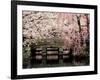 Cherry Blossoms, Mishima Taisha Shrine, Shizuoka-null-Framed Photographic Print