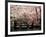 Cherry Blossoms, Mishima Taisha Shrine, Shizuoka-null-Framed Photographic Print