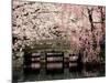 Cherry Blossoms, Mishima Taisha Shrine, Shizuoka-null-Mounted Photographic Print