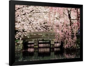 Cherry Blossoms, Mishima Taisha Shrine, Shizuoka-null-Framed Photographic Print