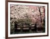 Cherry Blossoms, Mishima Taisha Shrine, Shizuoka-null-Framed Photographic Print