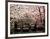 Cherry Blossoms, Mishima Taisha Shrine, Shizuoka-null-Framed Photographic Print