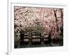 Cherry Blossoms, Mishima Taisha Shrine, Shizuoka-null-Framed Photographic Print