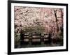 Cherry Blossoms, Mishima Taisha Shrine, Shizuoka-null-Framed Photographic Print