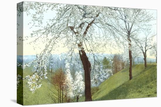 Cherry Blossoms on Grassy Slopes-null-Stretched Canvas