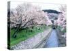 Cherry Blossoms on the Riverbank-null-Stretched Canvas