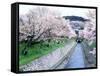Cherry Blossoms on the Riverbank-null-Framed Stretched Canvas