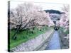 Cherry Blossoms on the Riverbank-null-Stretched Canvas