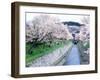 Cherry Blossoms on the Riverbank-null-Framed Photographic Print