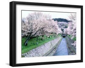 Cherry Blossoms on the Riverbank-null-Framed Photographic Print