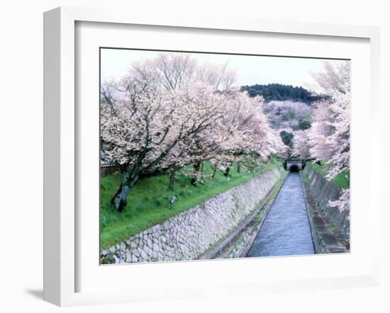 Cherry Blossoms on the Riverbank-null-Framed Photographic Print