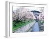 Cherry Blossoms on the Riverbank-null-Framed Photographic Print