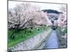 Cherry Blossoms on the Riverbank-null-Mounted Photographic Print