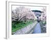 Cherry Blossoms on the Riverbank-null-Framed Photographic Print