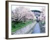 Cherry Blossoms on the Riverbank-null-Framed Photographic Print