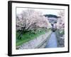 Cherry Blossoms on the Riverbank-null-Framed Photographic Print