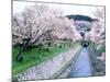 Cherry Blossoms on the Riverbank-null-Mounted Photographic Print