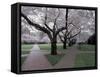 Cherry Blossoms on the University of Washington Campus, Seattle, Washington, USA-William Sutton-Framed Stretched Canvas