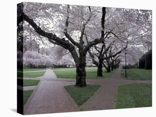 Cherry Blossoms on the University of Washington Campus, Seattle, Washington, USA-William Sutton-Stretched Canvas