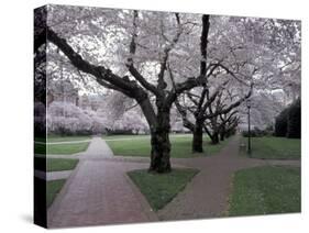 Cherry Blossoms on the University of Washington Campus, Seattle, Washington, USA-William Sutton-Stretched Canvas