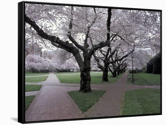 Cherry Blossoms on the University of Washington Campus, Seattle, Washington, USA-William Sutton-Framed Stretched Canvas