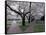 Cherry Blossoms on the University of Washington Campus, Seattle, Washington, USA-William Sutton-Framed Stretched Canvas