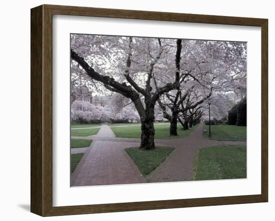 Cherry Blossoms on the University of Washington Campus, Seattle, Washington, USA-William Sutton-Framed Premium Photographic Print