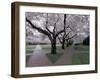Cherry Blossoms on the University of Washington Campus, Seattle, Washington, USA-William Sutton-Framed Premium Photographic Print