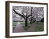 Cherry Blossoms on the University of Washington Campus, Seattle, Washington, USA-William Sutton-Framed Photographic Print