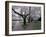 Cherry Blossoms on the University of Washington Campus, Seattle, Washington, USA-William Sutton-Framed Photographic Print