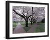 Cherry Blossoms on the University of Washington Campus, Seattle, Washington, USA-William Sutton-Framed Photographic Print