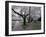 Cherry Blossoms on the University of Washington Campus, Seattle, Washington, USA-William Sutton-Framed Photographic Print