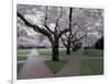 Cherry Blossoms on the University of Washington Campus, Seattle, Washington, USA-William Sutton-Framed Photographic Print