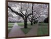 Cherry Blossoms on the University of Washington Campus, Seattle, Washington, USA-William Sutton-Framed Photographic Print