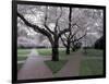 Cherry Blossoms on the University of Washington Campus, Seattle, Washington, USA-William Sutton-Framed Photographic Print