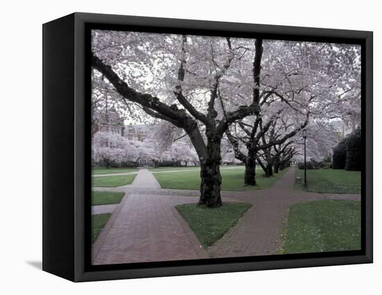 Cherry Blossoms on the University of Washington Campus, Seattle, Washington, USA-William Sutton-Framed Stretched Canvas