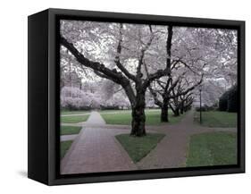 Cherry Blossoms on the University of Washington Campus, Seattle, Washington, USA-William Sutton-Framed Stretched Canvas