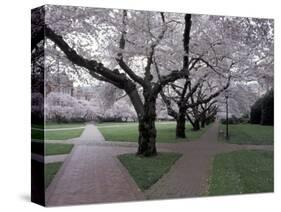 Cherry Blossoms on the University of Washington Campus, Seattle, Washington, USA-William Sutton-Stretched Canvas