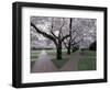 Cherry Blossoms on the University of Washington Campus, Seattle, Washington, USA-William Sutton-Framed Photographic Print