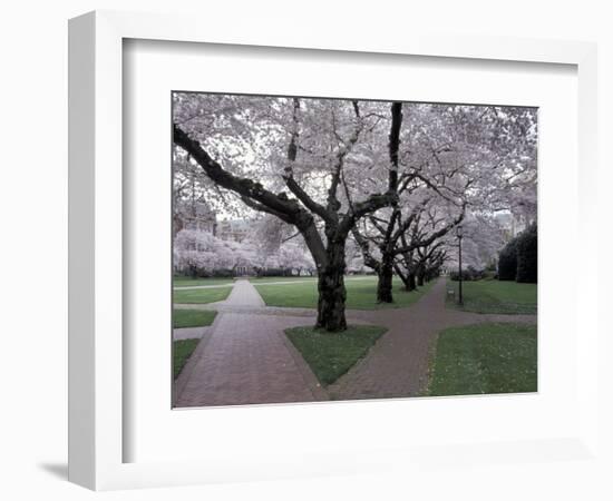 Cherry Blossoms on the University of Washington Campus, Seattle, Washington, USA-William Sutton-Framed Photographic Print