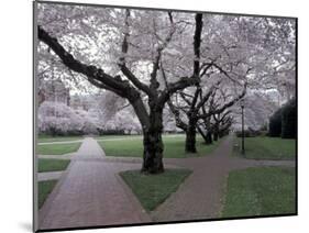 Cherry Blossoms on the University of Washington Campus, Seattle, Washington, USA-William Sutton-Mounted Photographic Print