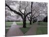 Cherry Blossoms on the University of Washington Campus, Seattle, Washington, USA-William Sutton-Stretched Canvas