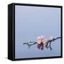 Cherry blossoms on water-John Smith-Framed Stretched Canvas