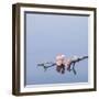 Cherry blossoms on water-John Smith-Framed Photographic Print