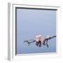 Cherry blossoms on water-John Smith-Framed Photographic Print